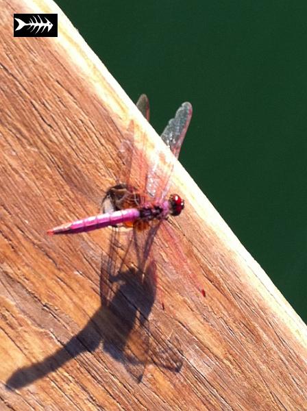 Libellule rouge de l' Ebre.jpg - Libellule rouge de l' Ebre